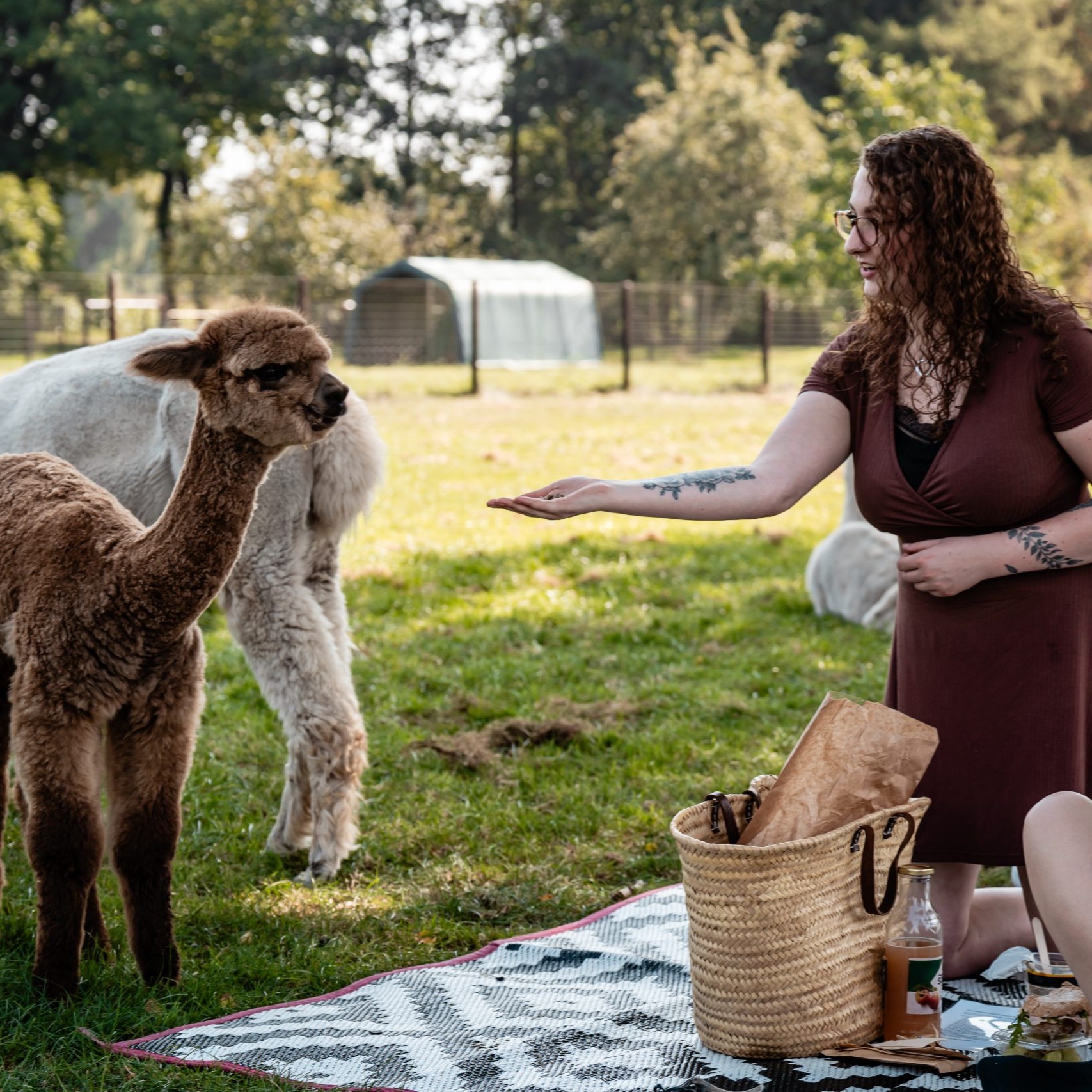 alpacas